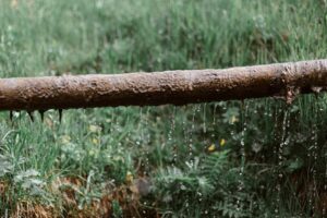 Photo by eberhard grossgasteiger on Pexels